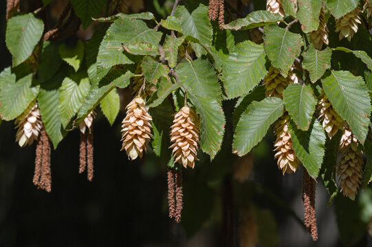 Ostrya carpinifolia	