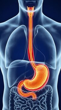 3D Medical Illustration of Esophagus and Upper Stomach Digestive Tract Anatomy