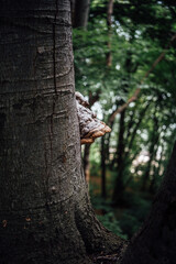 Obraz premium Close-up of a Mushroom Growing on a Tree Trunk in a Lush Green Forest 
