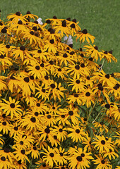 Naklejka premium Rudbeckia fulgida Goldsturm 