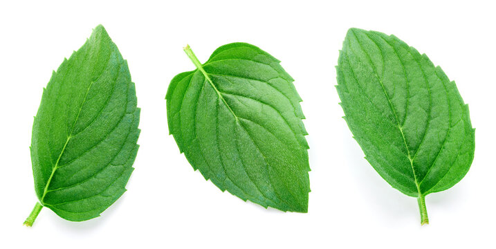 Organic mint leaves set close up. Mint leaf isolated on white background with clipping path