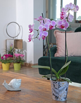 Orchid&eacute;e Phalaenopsis sur une table basse