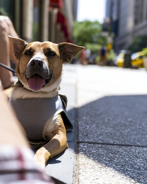 Dog wearing a cooling vest rests beside its owner on a sunny city sidewalk, representing pet heat protection, urban summer safety and responsible dog care during hot weather