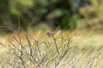 Fototapeta premium Meadow pipit on lichen-covered twigs