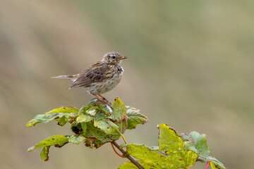 Fototapeta premium Meadow pipit perched close up