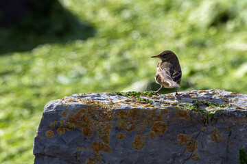 Fototapeta premium Rock pipit on a lichen-covered rock