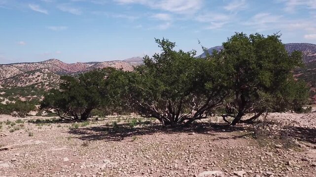 Aerial view of Argan trees scattered across a rocky, arid landscape with distant mountains under a clear blue sky in MOROCCO.