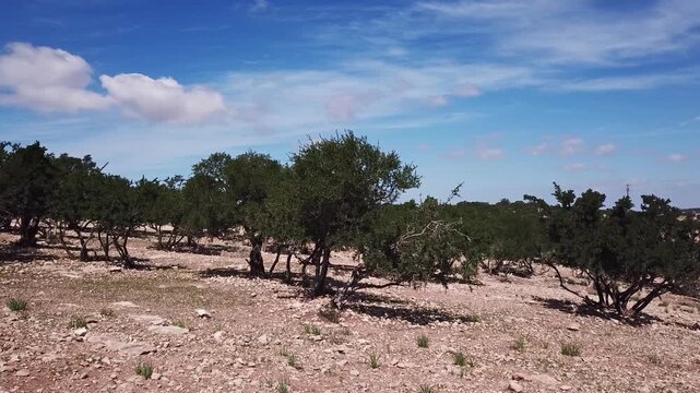 Aerial view of argan trees in a rocky landscape in Morocco.