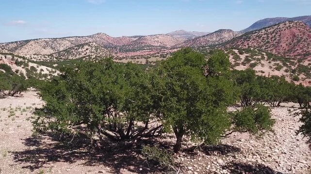 Aerial view of Argan trees scattered across the rocky, arid terrain of the Atlas Mountains in Morocco.