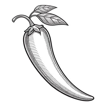 Black and white illustration of a single chili pepper with leaves