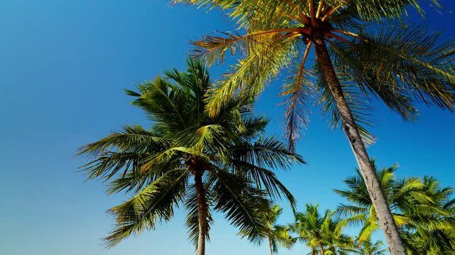 Tall coconut palms lean over the camera against a deep blue tropical sky on a bright sunny day on the coast of Sri Lanka. Not a single cloud crosses the sky.