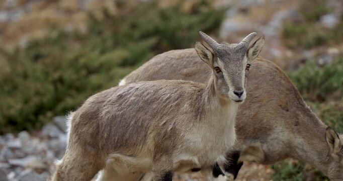 Annapurna Circuit, Manang, Nepal, Young wild blue sheep (bharal) foraging and moving along a scrubby, high-altitude Himalayan mountain slope.