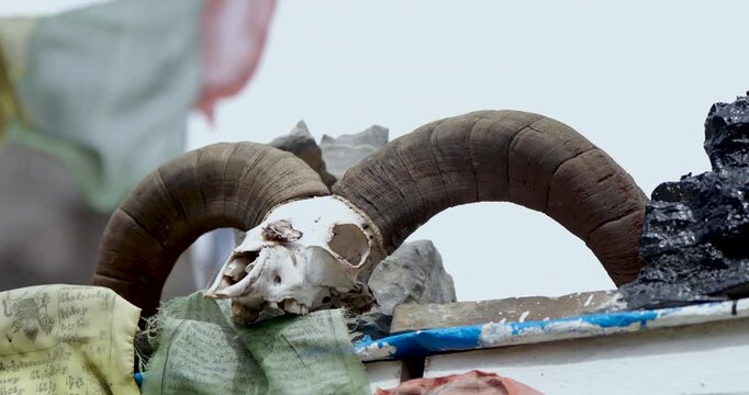 Annapurna Circuit, Manang, Nepal, a blue sheep skull of large curved horns placed outdoors alongside Tibetan prayer flags, serving as a traditional mountain cultural totem.