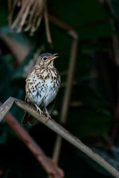 Song Thrush sitting and singing on a branch