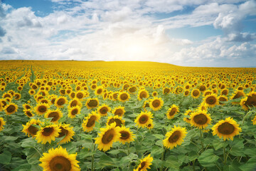 Obraz premium Vibrant yellow sunflowers bloom in a vast field stretching to the horizon under a bright cloudy sky. Countryside agricultural landscape