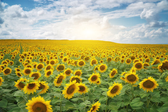 Vibrant yellow sunflowers bloom in a vast field stretching to the horizon under a bright cloudy sky. Countryside agricultural landscape