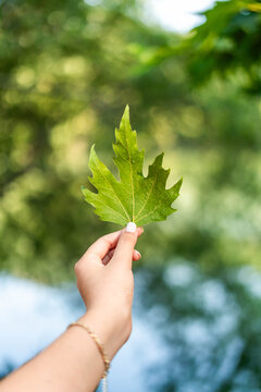 Hand holding green maple leaf showing nature and growth
