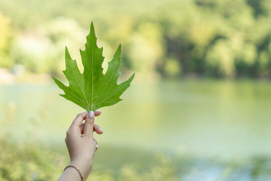 Hand holding green leaf representing nature and environment