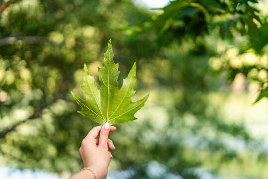 Hand holding green leaf against blurred nature background