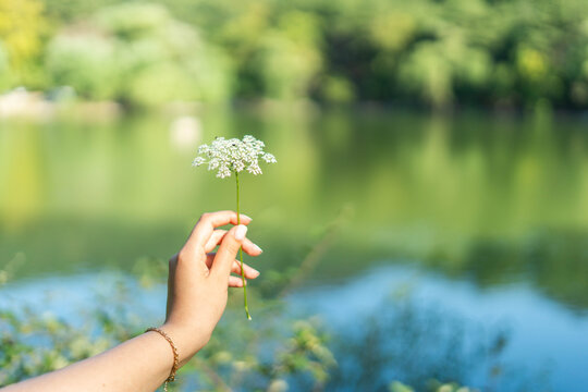 Hand holding wild flower by serene lake