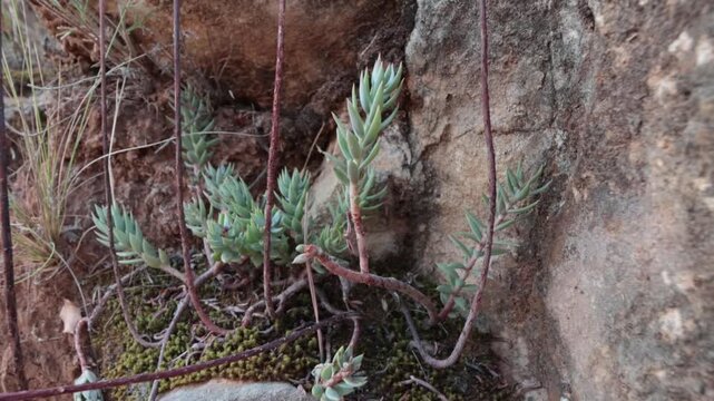 Planta de raimet de pastor protegida en la sombra de una roca frente al sol abrasador, Alcoy, Espa&ntilde;a