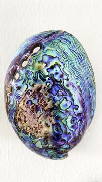 Vertical. Shiny polished outer shell of Paua abalone shell from New Zealand