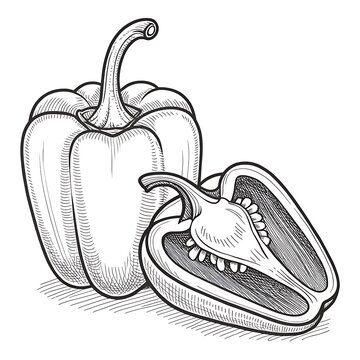Sketch illustration of whole and halved bell pepper with seeds visible