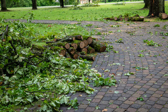 Sawn Oak Logs and Fallen Branches After Severe Storm Damage