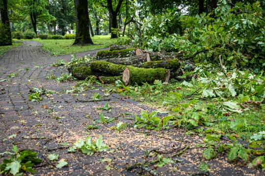 Cut Fallen Oak Branches Blocking a Park Path After Storm Damage