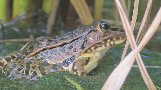Black-spotted Pond Frog Resting in a Green Rice Field (Macro Close-up)
