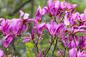 Branch with a flower of a pink magnolia close up © Shchipkova Elena