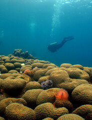 Scuba Diver Exploring a Coral Reef in the Crystal Clear Caribbean Sea © gustavo