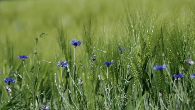  blue cornflowers sway in the wind among a green wheat field