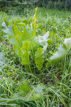 Vertical close-up of a horseradish plant with large wavy green leaves and distinct light veins growing in tall meadow grass. 