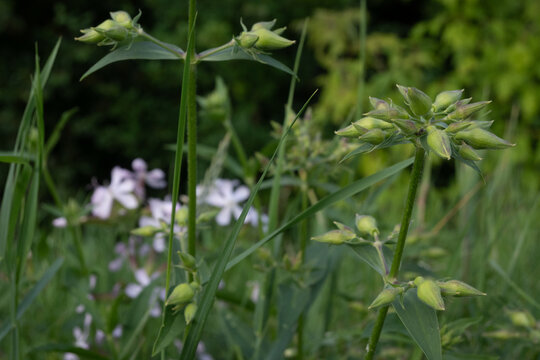 Green seed capsules of campion plants growing on stems in a summer meadow. The pointed pods and blurred background create a detailed botanical nature study of wild flora.