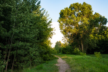 Fototapeta premium A winding dirt path leading through a green meadow between tall trees under a clear sky. The warm sunlight filtering through the foliage creates a peaceful rural summer landscape.