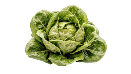 Fototapeta premium A fresh head of green romaine lettuce with crisp, vibrant leaves arranged in a cluster, isolated on a white background, for food marketing