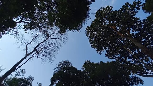 trees and sky, Stages of a tree's life from growth to death, framed against a blue sky.