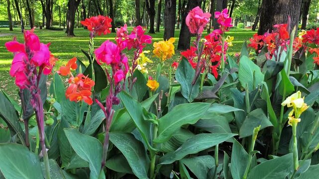 Vibrant pink, orange, and yellow Canna indica flowers blooming on tall stems in a lush green public park surrounded by tall trees.