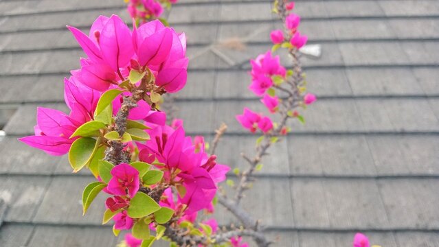 Beautiful Vibrant Pink Bougainvillea Flowers Blooming Against Roof Tiles Background