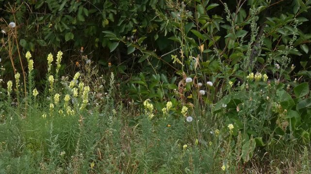 White butterfly flying over yellow butter and eggs flowers Linaria vulgaris in green forest meadow, wide shot, soft light, camera pan. Vitality and Resilience.