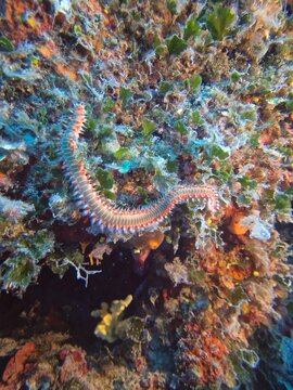 Fireworm - Hermodice carunculata