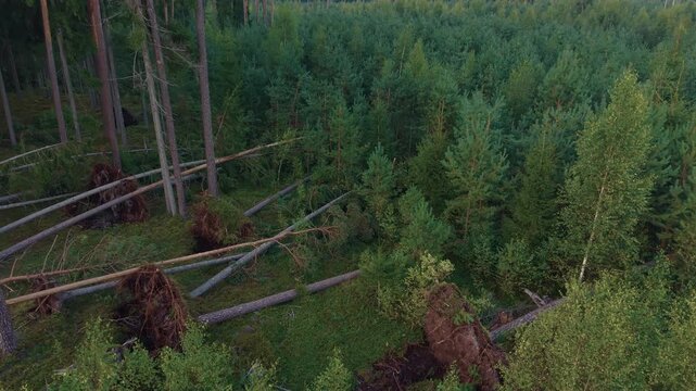 Fallen pine trees and uprooted trunks scattered across dense green forest hillside