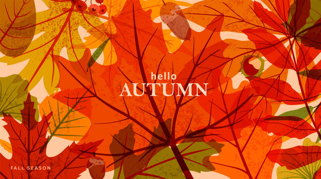 Autumn leaves background with Hello Autumn text. Seasonal vector illustration featuring overlapping maple, oak foliage with noise texture, perfect for banner, poster, card, web backdrop design