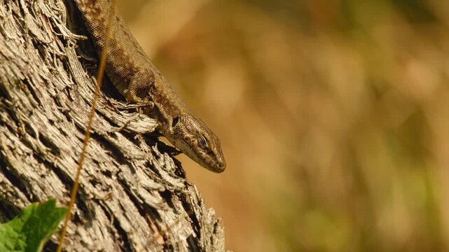 A common wall lizard basks in the warm rays of the sun on grapevine bark, gently closing its eyes as it enjoys the sunlight.