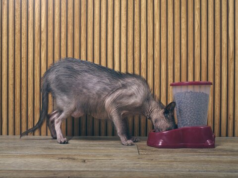 Exotic lykoi cat is eating from a food dispenser . 