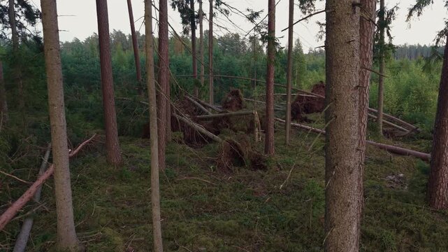 Damaged conifer forest with fallen trees, uprooted trunks, mossy ground and dense woodland under overcast sky