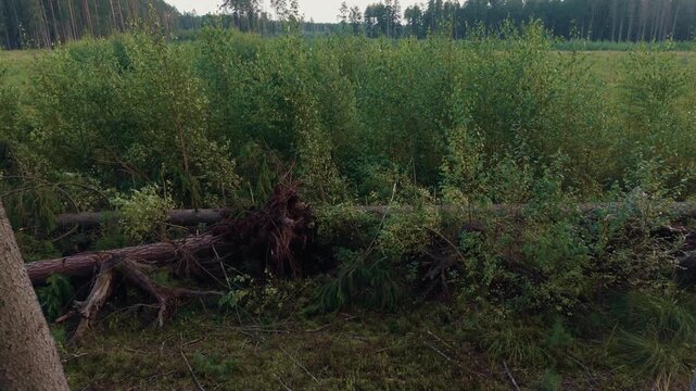 Uprooted fallen trees in dense green forest clearing with young birch growth and pine trunks