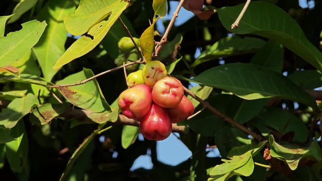 Rose apple on tree in garden.