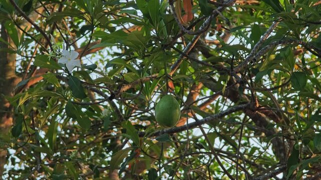 Cerbera Odollam on the tree.